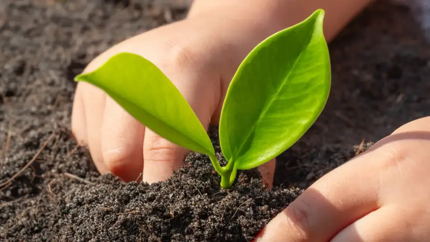 come-piantare-semi-nel-terreno