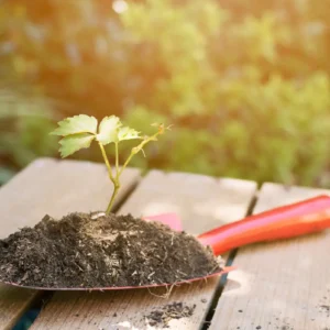 Come piantare i semi nel terreno