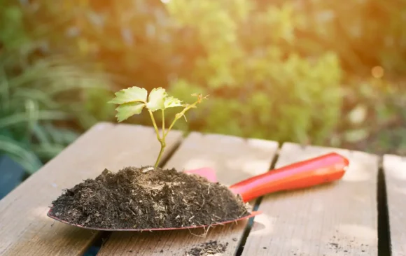 Come piantare i semi nel terreno